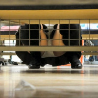 レンタルビデオ店の棚下でパンチラ撮っちゃったｗｗｗｗ